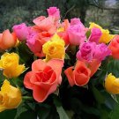 400 Seeds Rose Amazingly Beautiful Indoor Rainbow Roses