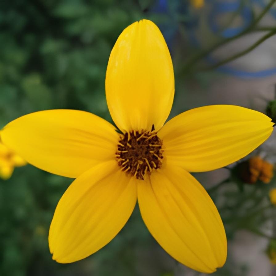 100 Seeds Bidens Ferulifolia Golden Eye Flower