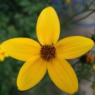100 Seeds Bidens Ferulifolia Golden Eye Flower
