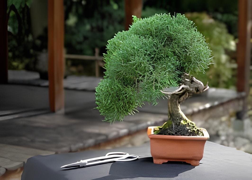100 Seeds Mini Juniper Bonsai Tree