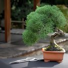 100 Seeds Mini Juniper Bonsai Tree