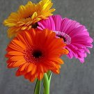 200 Seeds Gerbera Daisy Bonsai New Hybrids