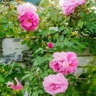 200 Seeds Creepers Flowers Rosa