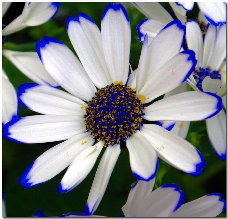200 Seeds Florists Cineraria Bonsai