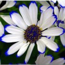 200 Seeds Florists Cineraria Bonsai