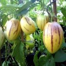 40 Seeds Rare Seeds Melon Pepion