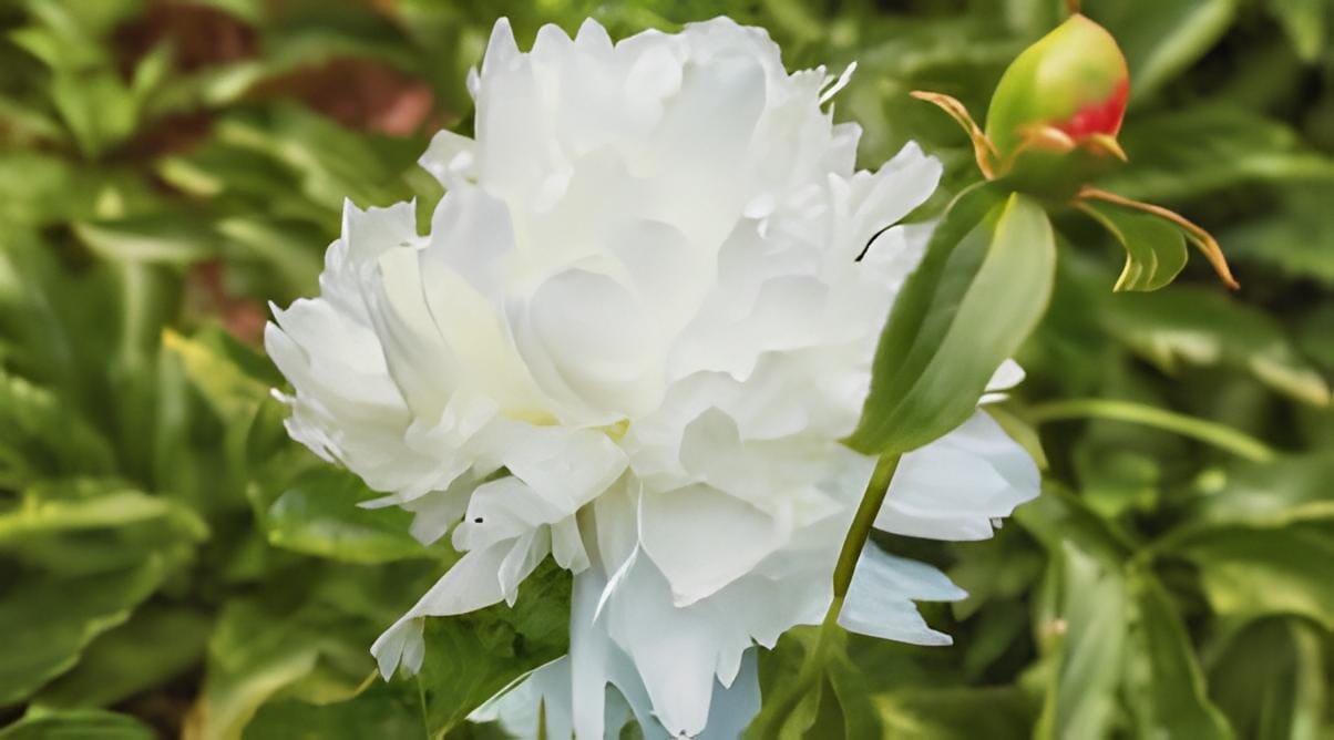 10 Seeds Light Fragrant Peony Flower Plant
