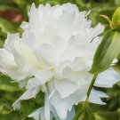 10 Seeds Light Fragrant Peony Flower Plant