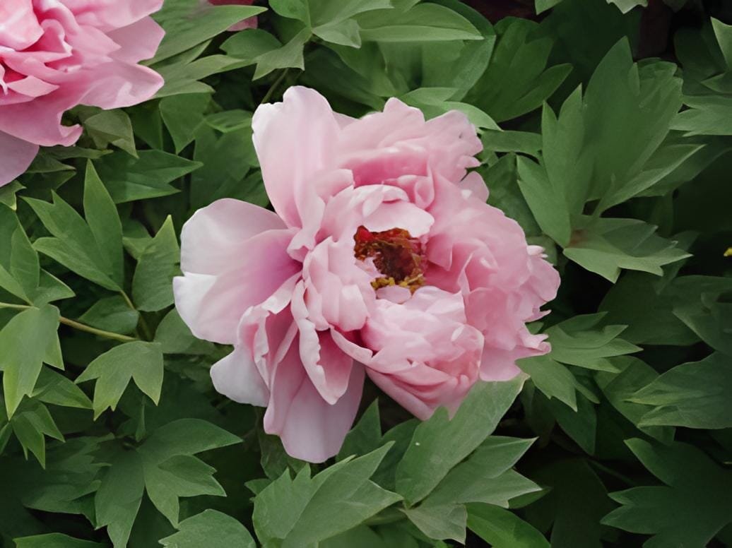 10 Seeds Rare 'Five Pink' Fragrant Peony Plant Flower