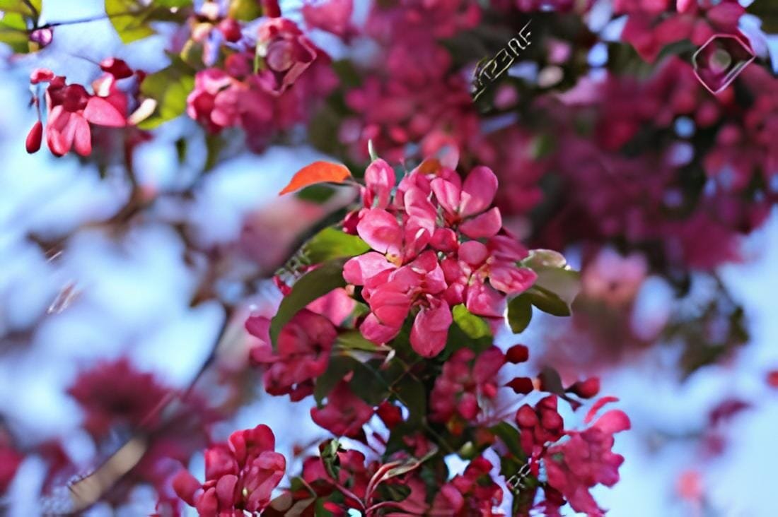 20 Seeds Dark Red Apple Flowering Plant