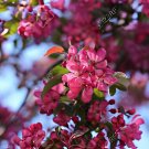 20 Seeds Dark Red Apple Flowering Plant