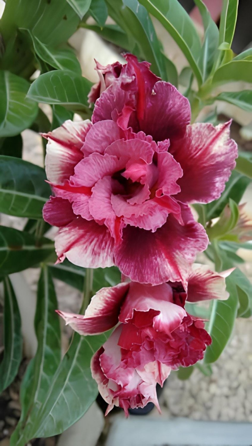 4 Seeds Rosy Adenium Obesum HANGPLAKAD Desert Rose Flowers