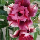 4 Seeds Rosy Adenium Obesum HANGPLAKAD Desert Rose Flowers