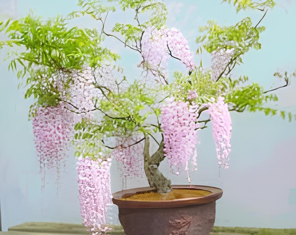 200 Seeds Bonsai Pink Wisteria