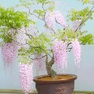 200 Seeds Bonsai Pink Wisteria