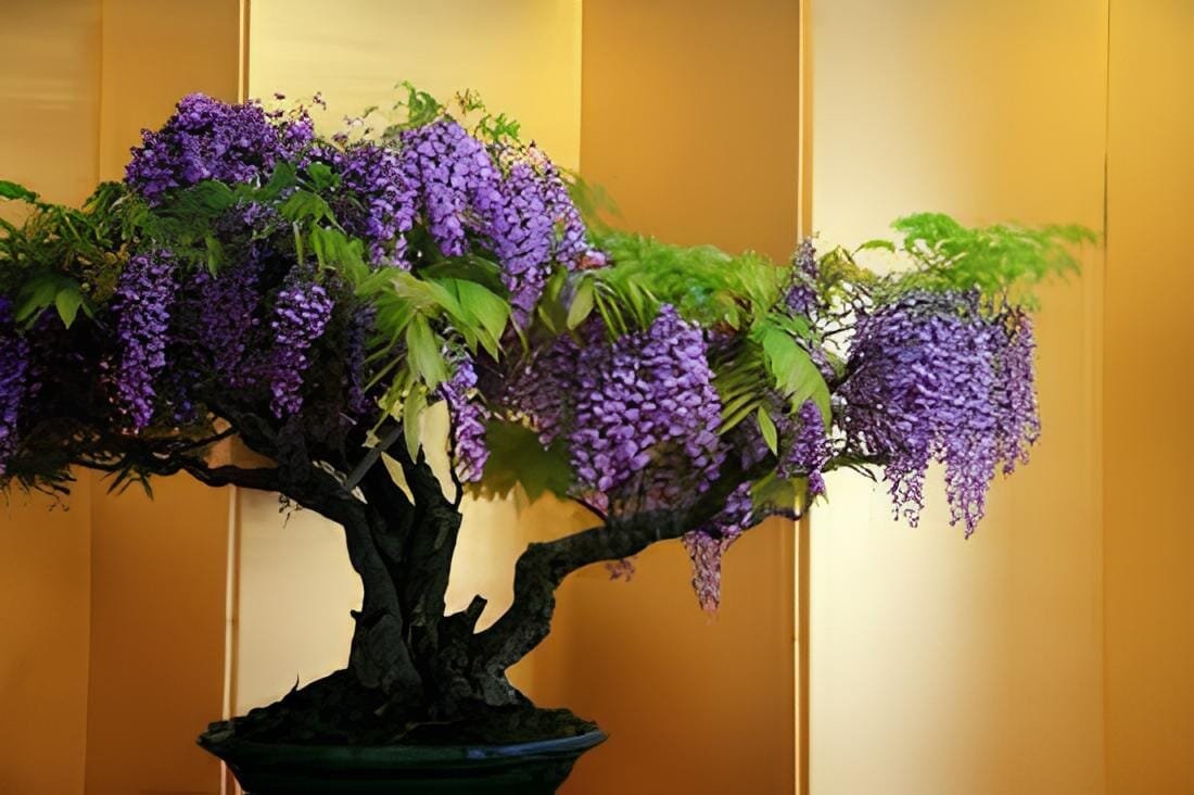 200 Seeds Bonsai Chinese Wisteria
