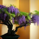 200 Seeds Bonsai Chinese Wisteria