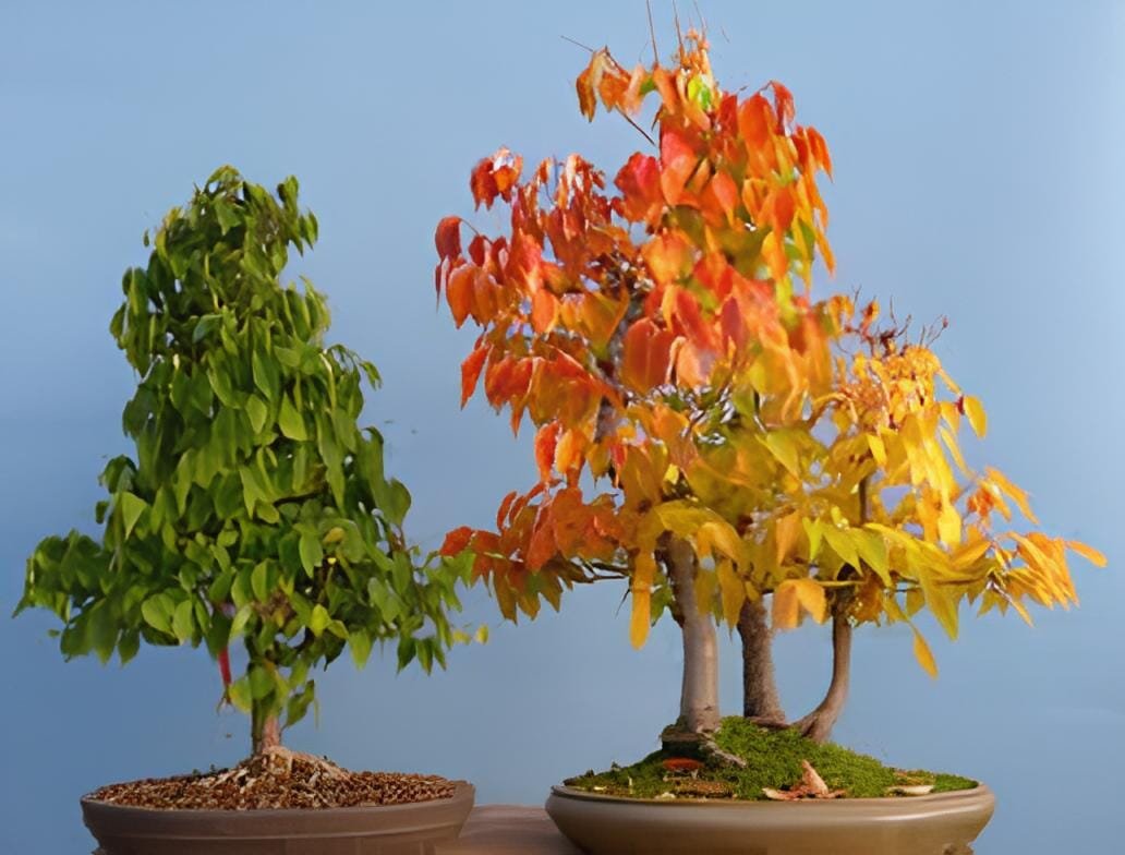 200 Seeds Japanese Zelkova Zelkova Serrata Outdoor Bonsai Tree