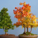 200 Seeds Japanese Zelkova Zelkova Serrata Outdoor Bonsai Tree