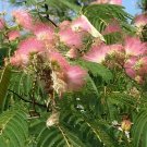 200 Seeds Albizia Julibrissin Mimosa