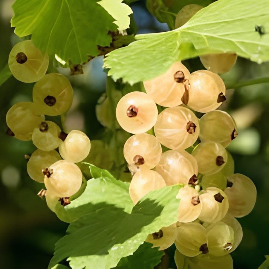 200 Seeds White Cherry