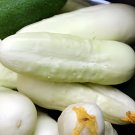 40 Seeds White Cucumbers