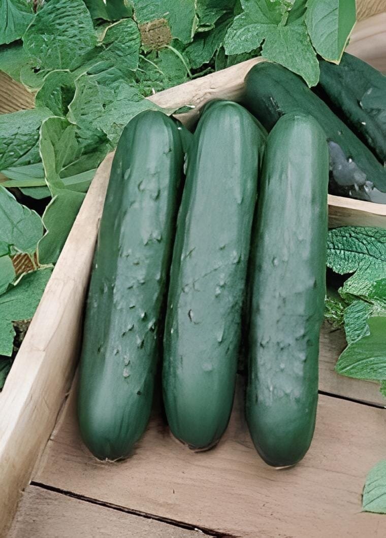 50 Seeds Dark Green Cucumber