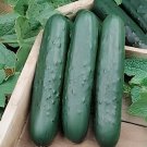 50 Seeds Dark Green Cucumber
