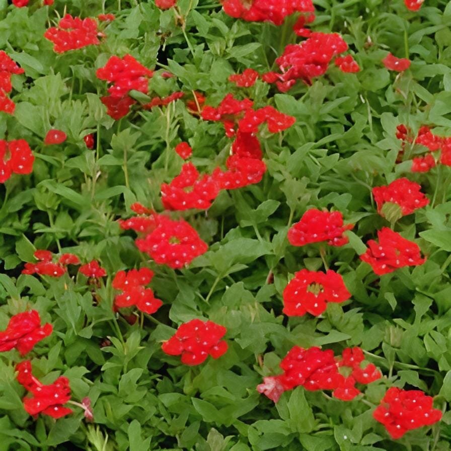 60 Seeds Blood Red Verbena Flower