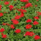 60 Seeds Blood Red Verbena Flower
