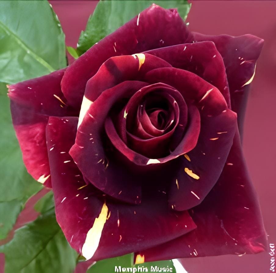 1000 Seeds MEMPHIS MUSIC MINIFLORA ROSE