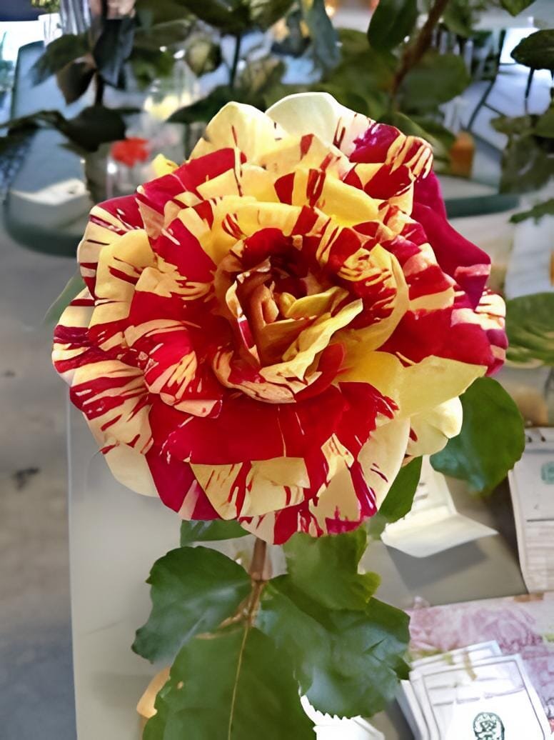 400 Seeds 'George Burns' Striped Roses