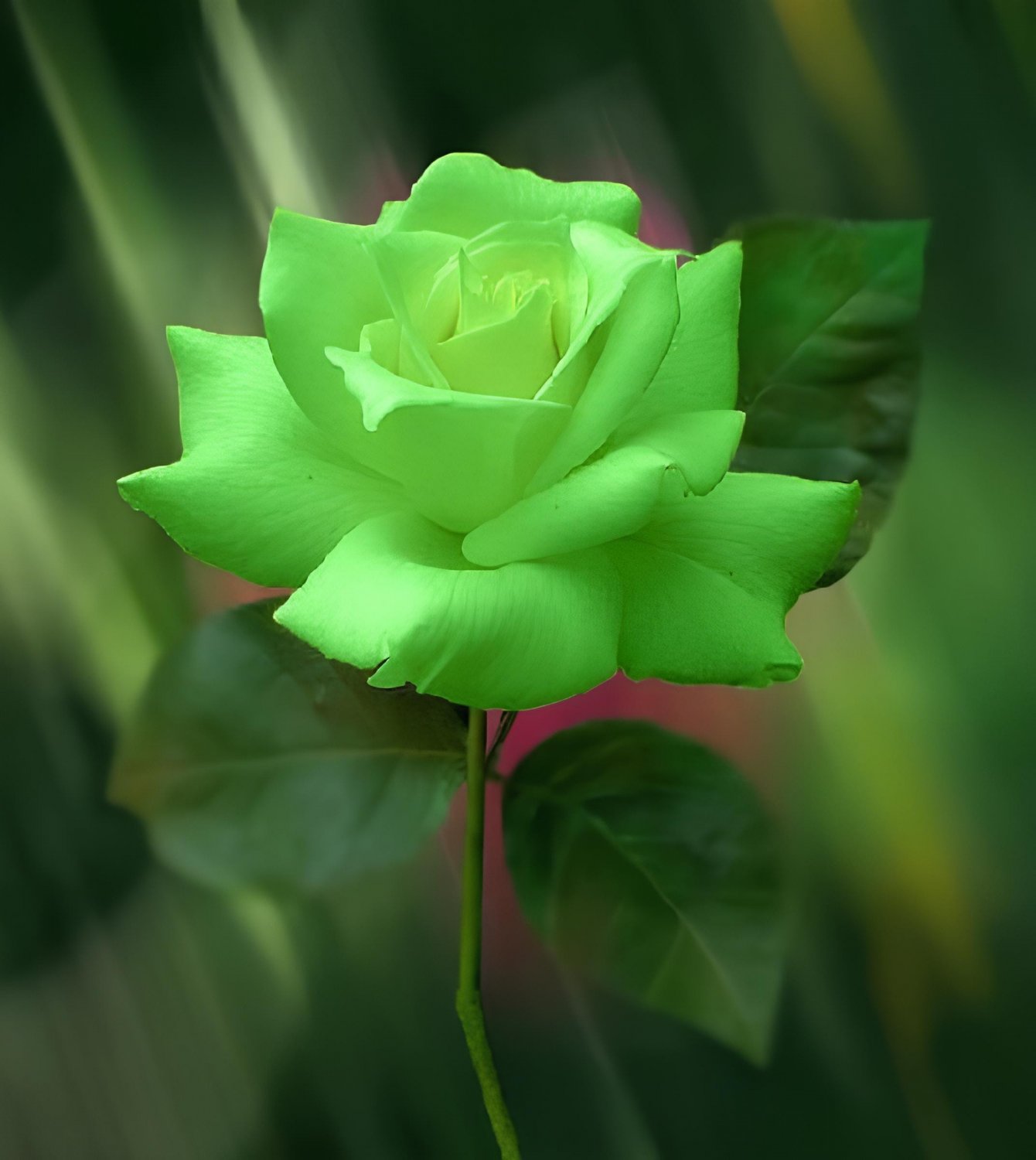800 Seeds Green Rose Shrub Flower