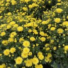 40 Seeds Beautiful Yellow Chrysanthemum