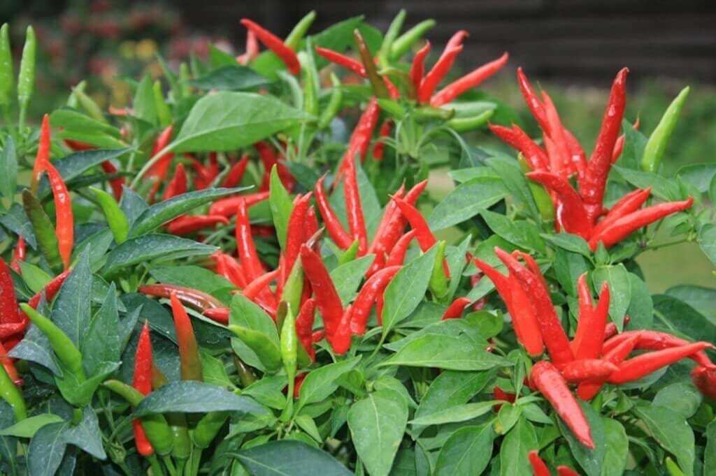 70 Seeds Red Hot Cayenne Pepper