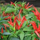 70 Seeds Red Hot Cayenne Pepper
