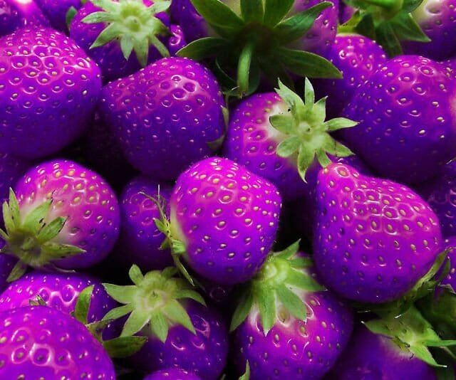 200 Seeds Purple Strawberry Easily Grow In Garden Potting