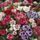 100 Seeds Mixed Godetia Monarch Clarkia Amoena Flowers