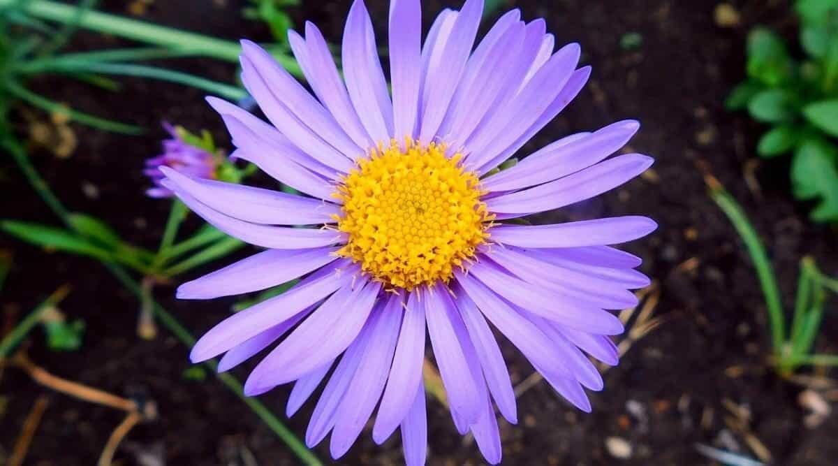 100 Seeds Imported Mixed 5 Types of Aster Flower