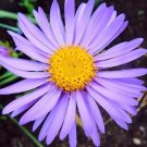100 Seeds Imported Mixed 5 Types of Aster Flower