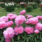 10 Seeds 'Phoenix Feather' Red White Peony Shrub