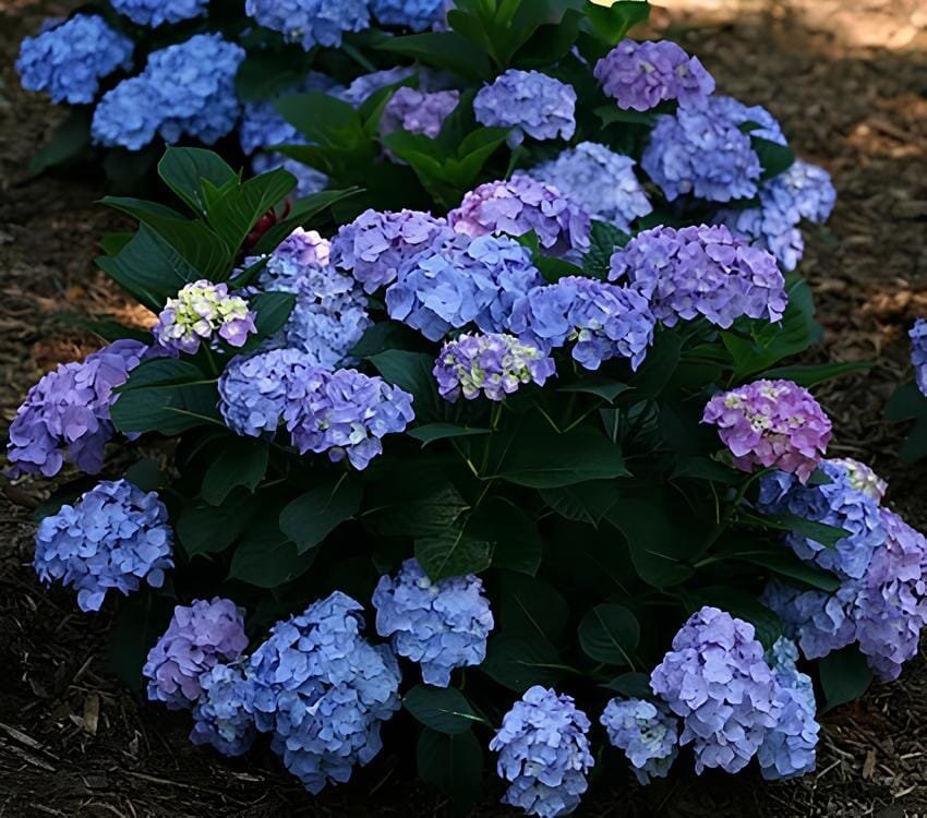 10 Seeds 'Big-leaf Hydrangea' Purple Peony Tree