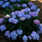 10 Seeds 'Big-leaf Hydrangea' Purple Peony Tree