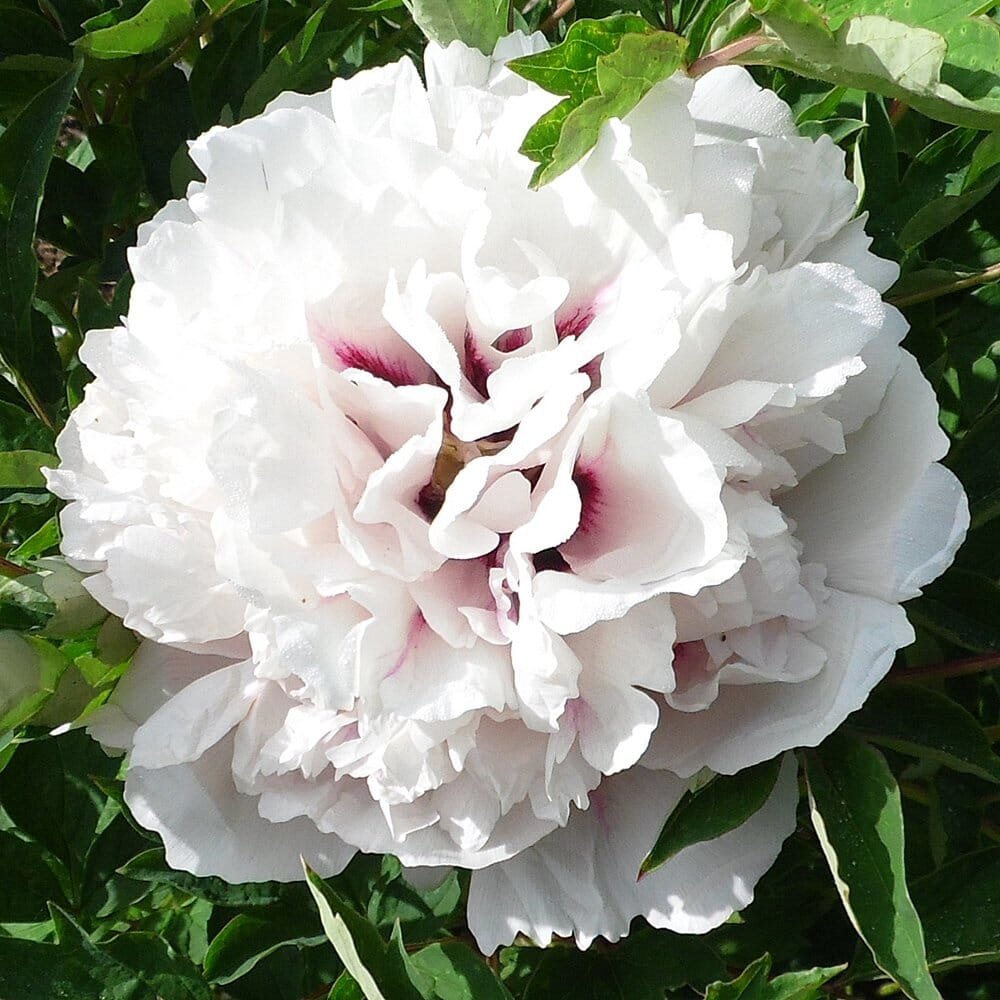 10 Seeds 'Yu Lou Dian Cui' White Peony with Few Red Color Flower