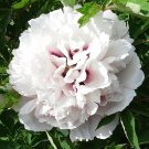 10 Seeds 'Yu Lou Dian Cui' White Peony with Few Red Color Flower