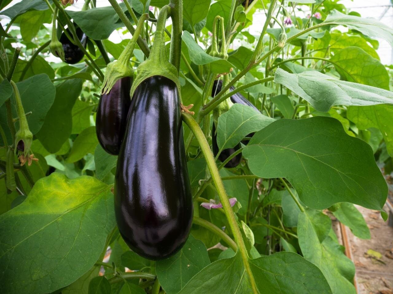 200 Seeds Aubergine Black Egg Plant Vegetables