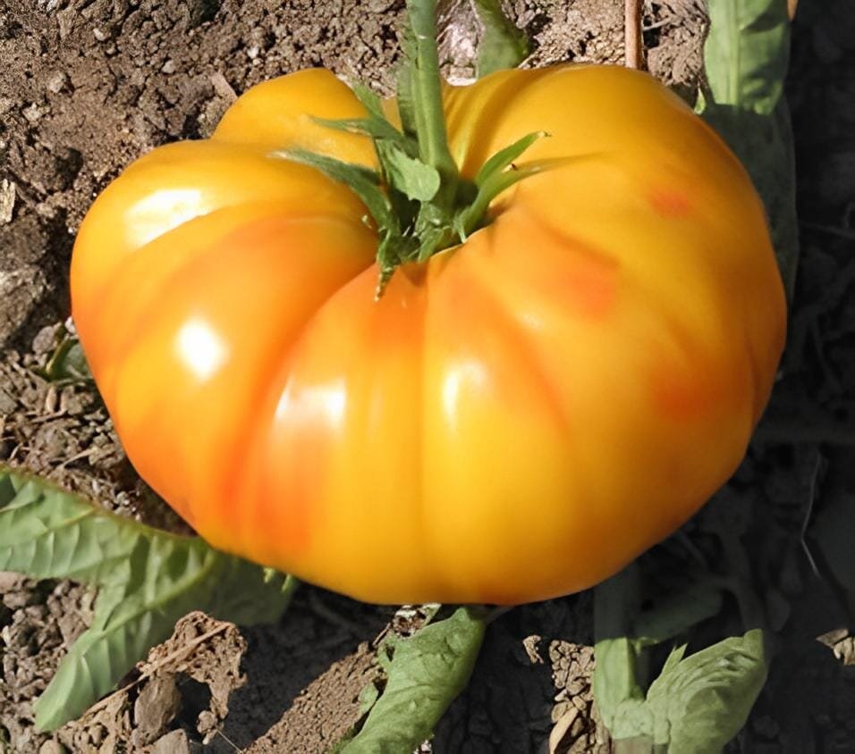 200 Seeds 'Old German' Rare Organic Heirloom Tomato
