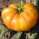 200 Seeds 'Old German' Rare Organic Heirloom Tomato