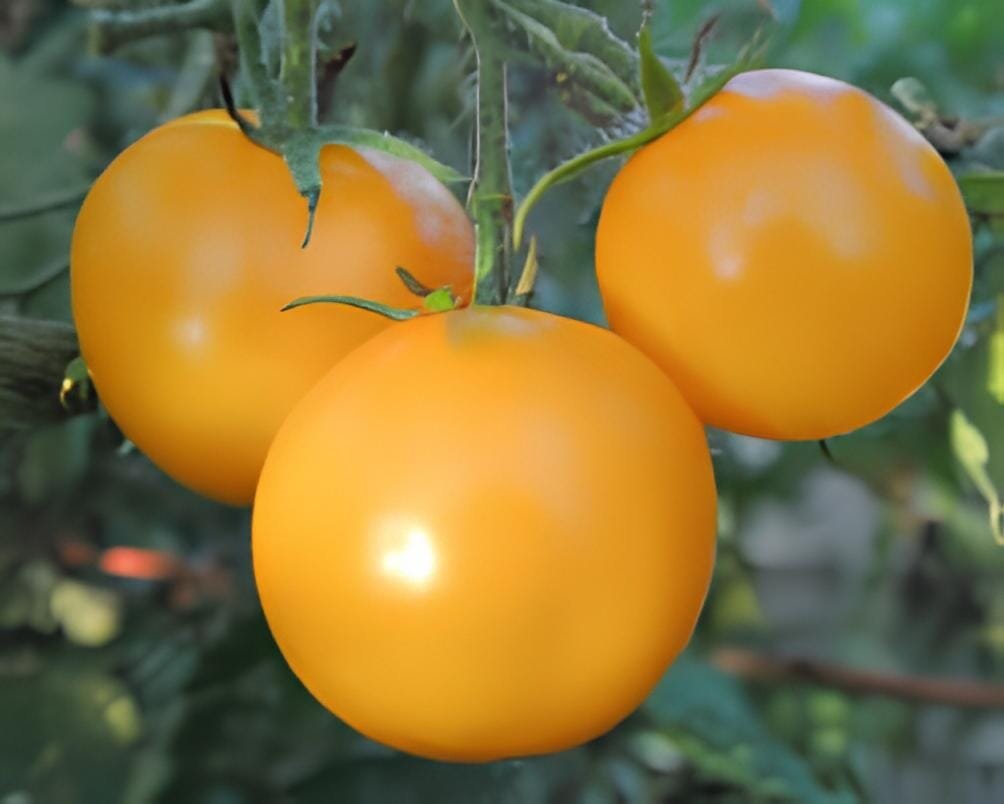 200 Seeds Fabulous Sweet-tart Bite Golden Yellow Cherry Tomato