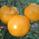 200 Seeds Fabulous Sweet-tart Bite Golden Yellow Cherry Tomato